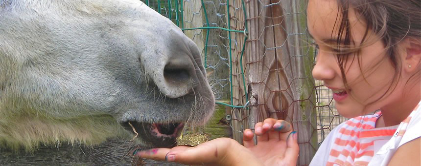 feedDonkey