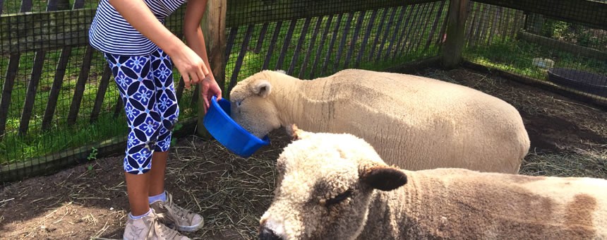 feedingSheep